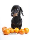 Pretty puppy dachshund dog Royalty Free Stock Photo