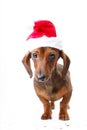 Santa dachshund