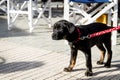 Pretty Puppy with a red collar standing outdoors