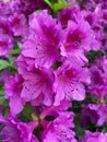 Pretty purple Azalea Flowers in April