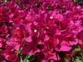 Pretty Purple Bouganvilla Flowers on a Sunny Day Royalty Free Stock Photo