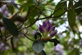 Pretty Purple Budding Rhododendron Bush in the Spring