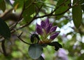 Pretty Purple Budding Rhododendron Bush in the Springtime Royalty Free Stock Photo