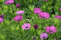 Pretty purple cape daises in a garden, Funchal, Madeira