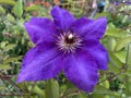 Pretty Purple Clematis Flower in the Garden Royalty Free Stock Photo