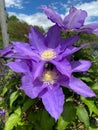 Pretty Purple Clematis Flower in Spring in the Garden Royalty Free Stock Photo