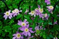 Pretty Purple Columbine Flowers