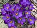 Pretty Purple Crocus Flowers in February on a Cloudy Day Royalty Free Stock Photo