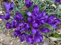 Pretty Purple Crocuses Closed for the Day Royalty Free Stock Photo