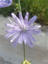 Pretty Purple flower