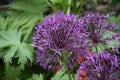 Pretty Purple Flowering Allium Blossoms in a Group