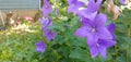 Pretty flowers bloom in garden in summer