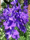 Pretty Purple Flowers in the Garden