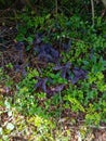 Pretty purple flowers Neptune Beach Florida Royalty Free Stock Photo