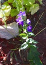 Pretty Purple Flowers in Rock Garden