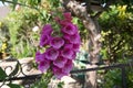 Pretty purple foxglove in a summers garden. Royalty Free Stock Photo