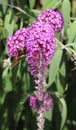 pretty purple hanging flower