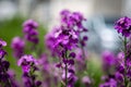 Pretty purple honesty flowers in the spring sunshine