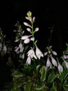 Pretty Purple Hostas Flower Bloom & Buds Against Night Sky