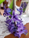 Pretty purple hyacinth bulb