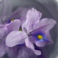 Pretty purple Hyacinths in muted purple background