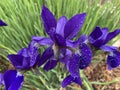 Pretty Purple Iris Flowers on a Rainy Day