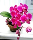 Pretty Purple Orchid at Sweet Home