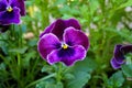 Pretty purple pansy flower
