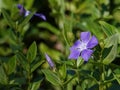 Pretty purple periwinkle flower with copy space