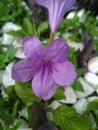 Pretty Purple Petunia Flower Blossoming In Louisiana