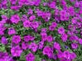 Pretty Purple Petunia Flowers and Green Leaves in the Garden