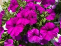 Pretty Purple Petunia Flowers in Summer in June