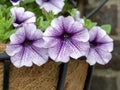 Purple Petunia flowers in a hanging basket Royalty Free Stock Photo