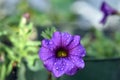 Pretty Purple Petunias close up