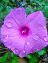 Pretty Purple Pink Waterdrop Trumpet Flower Blooming In Louisiana In Autumn