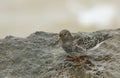 A Purple Sandpiper, Calidris maritima, feeding on a rock at the edge of the sea on a rainy dark day. Royalty Free Stock Photo