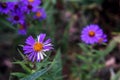 Pretty Purple And White Aster Flowers