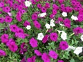 Pretty Purple and White Petunias