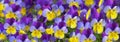 pretty purple and yellow flowers blooming in a flowerbed