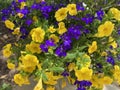 Pretty Purple and Yellow Flowers in May in Spring