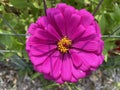 Pretty Purple Zinnia Flower in Summer in August