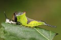 A Puss Moth CaterpillarA Puss Moth Caterpillar Cerura vinulais resting on an Aspen tree leaf Populus tremula in woodland just Royalty Free Stock Photo