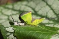 A Puss Moth Caterpillar Cerura vinulais resting on an Aspen tree leaf Populus tremula in woodland just after it has shed its s Royalty Free Stock Photo