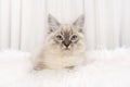 Pretty ragdoll cat lying in a white environment looking at the camera with its blue eyes Royalty Free Stock Photo