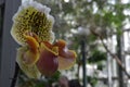 Pretty Rare Blooming White Yellow and Red Orchid