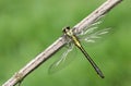 A rare Club-tailed Dragonfly Gomphus vulgatissimus perched on the stem of a plant.