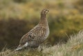 A beautiful rare female Black Grouse, Tetrao tetrix, standing in the moors on a rainy day.