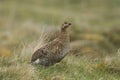 A beautiful rare female Black Grouse, Tetrao tetrix, standing in the moors on a rainy day.