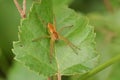A rare hunting Raft Spider, Dolomedes fimbriatus, perching on a leaf of a small tree.