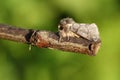 A stunning rare Oak Processionary Moth Thaumetopoea processionea perching on a twig.